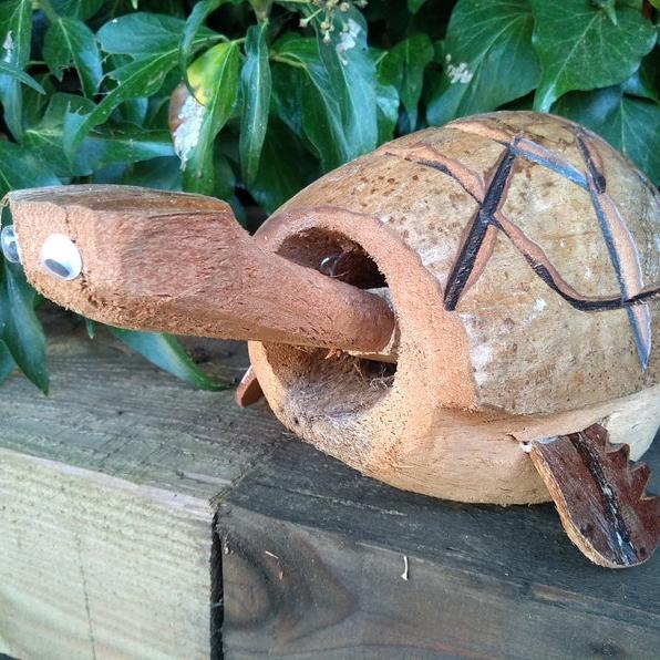 Nodding Wooden Turtle